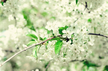 Blossom tree, spring nature background. Sunny day. Easter and blooming concept. Spring flowers with sun rays, copy space.