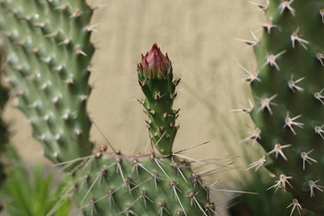 Opuncja kaktus