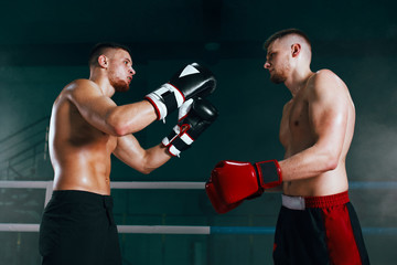 professional boxer on boxing ring, boxing training