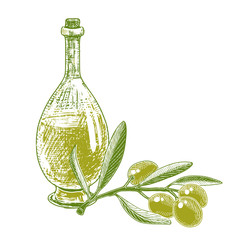 Olive oil in a bottle and an olive branch with green berries. Ink sketch.
