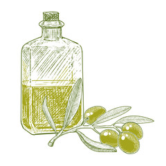 Olive oil in a bottle and an olive branch with green berries. Ink sketch.