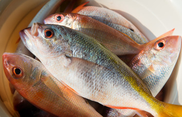 Mix colorful fresh fishes.