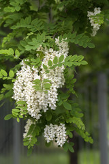 Abundant flowers of Robinia pseudoacacia, false acacia, black locust. Source of nectar for tender but fragrant honey, vertical background