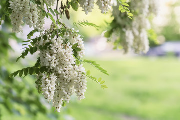 Abundant flowering acacia branch of Robinia pseudoacacia, false acacia, black locust, sunny day. Source of nectar for tender but fragrant honey