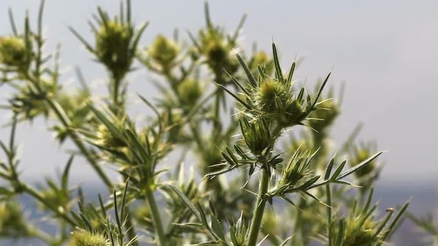 Closeup of spiky thistle in the summer breeze