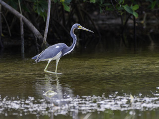 Tricolored Heron Portrait