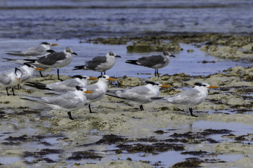 Royal Terns Resting