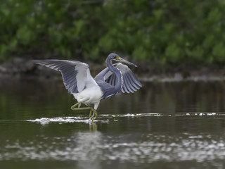 Tricolored Heron with Open Wings