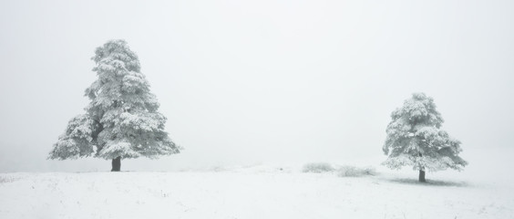 dwa drzewa we mgle i śniegu