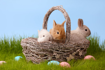 Naklejka premium Cute bunny rabbits in basket on grass lawn. Easter holiday concept.