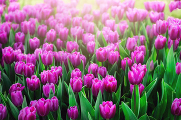 Violet, purple, lilac tulips background. Summer and spring concept, copy space. Tulip flowers field in sunlight. Soft selective focus. Spring landscape.