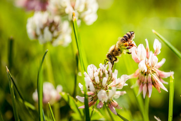 Bee collecting flower pollen