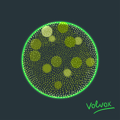 Vector illustration of Volvox -polyphyletic genus of chlorophyte green algae living in ponds, ditches and puddles
