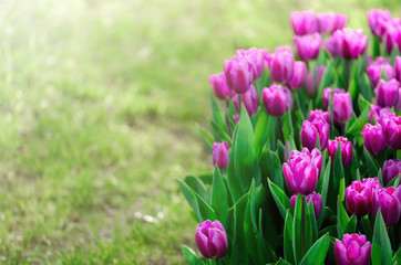 Violet, purple, lilac tulips background. Summer and spring concept, copy space. Tulip flowers field in sunlight. Soft selective focus. Spring landscape.