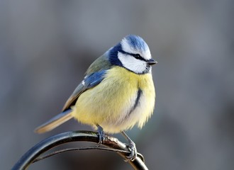 Fototapeta premium Wenn Vögel frieren plustern sie ihr Federkleid auf. Eine Blaumeise bauscht ihre Federn auf