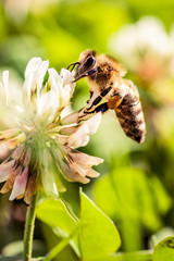 Bee collecting flower pollen