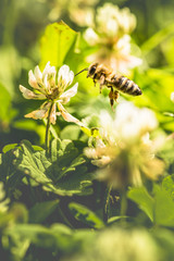 Bee collecting flower pollen