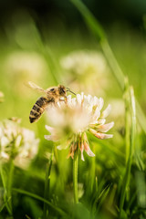Bee collecting flower pollen
