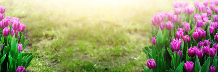 Violet, purple, lilac tulips background. Summer and spring concept, copy space. Tulip flowers field in sunlight. Soft selective focus. Spring landscape.