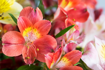Fototapeta na wymiar Beautiful flowers close-up.
