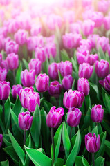 Violet, purple, lilac tulips background. Summer and spring concept, copy space. Tulip flowers field in sunlight. Soft selective focus. Spring landscape.