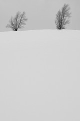 Dwa drzewa na śniegu