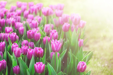 Fototapeta premium Violet, purple, lilac tulips background. Summer and spring concept, copy space. Tulip flowers field in sunlight. Soft selective focus. Spring landscape.