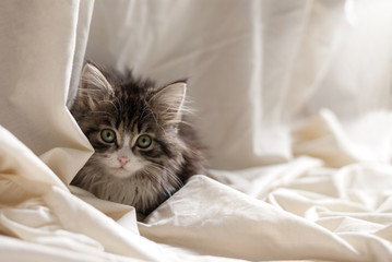 Small kitten sits on white blanket.