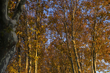 Obraz premium Arbre en automne