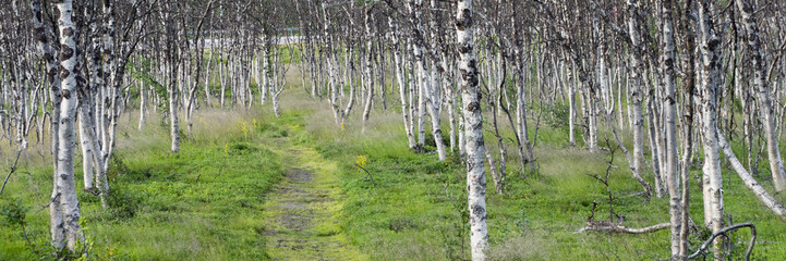 Sentier dans une forêt de bouleaux