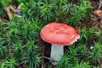 Single small red mushroom in green moss.