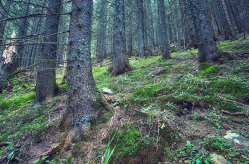 landscape with tree roots with moss on forest
