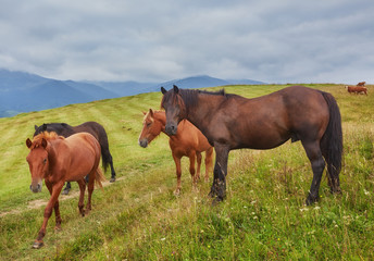 Naklejka na ściany i meble Horses in mountain valley. Beautiful natural landscape