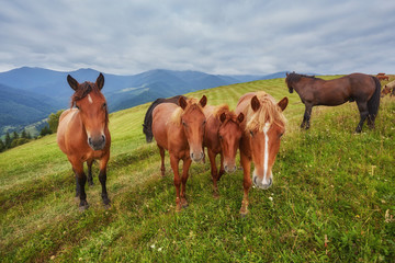 Obraz premium herd of horses is grazed against mountains