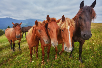 Naklejka na ściany i meble herd of horses is grazed against mountains