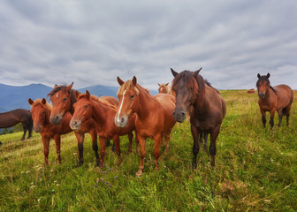 Fototapeta na wymiar Horses in mountain valley. Beautiful natural landscape