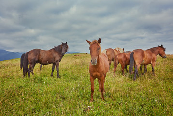 herd of horses is grazed against mountains