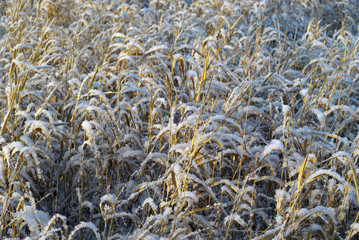 background - dry golden autumn grass, sprinkled with snow, lit by the sun