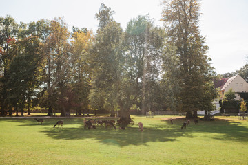 Fototapeta na wymiar A group of young deer walk in a meadow near Blatna Castle in the Czech Republic.
