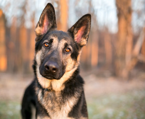 A purebred German Shepherd dog listening with a head tilt