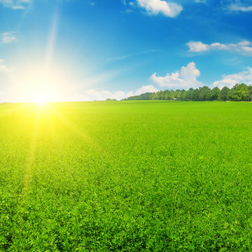 Green field and sun rise in the blue sky.