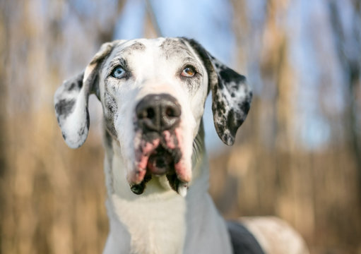 Portrait of a Harlequin Great Dane dog with heterochromia outdoors