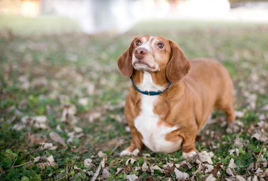 Portrait of a red and white Dachshund mix dog outdoors surrounded by leaves