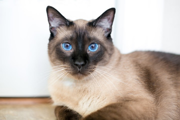 A purebred Siamese cat with seal point markings and bright blue eyes