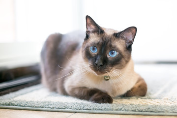 A purebred Siamese cat with seal point markings and blue eyes