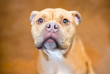 Obraz premium A Pit Bull Terrier mixed breed dog with a worried expression
