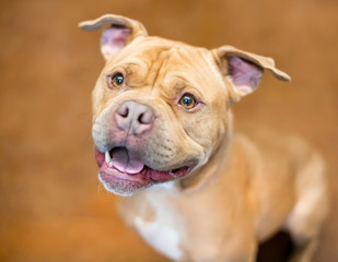 A happy Pit Bull Terrier mixed breed dog looking up and smiling