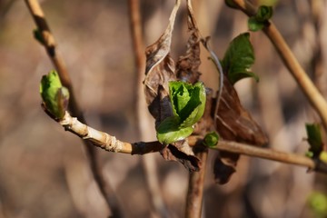 アジサイの芽吹き