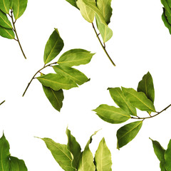 A seamless pattern with aromatic bay tree branches on white background. The nature pattern for eco...