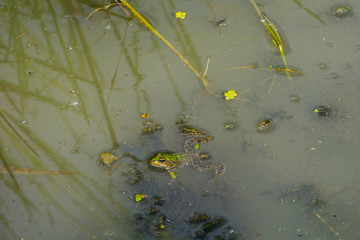 Frosch 
